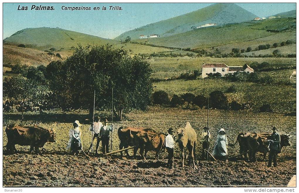 CPA ESPAGNE LAS PALMAS CAMPESINOS En La TRILLA BEL ATTELAGE Et CHAMEAU!!!!!!!!!!!!! - La Palma