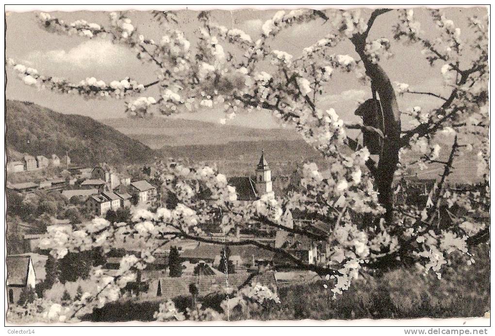 ALLEMAGNE WALDSHUT IN BLUTENSCHMUCK 1957 - Waldshut-Tiengen