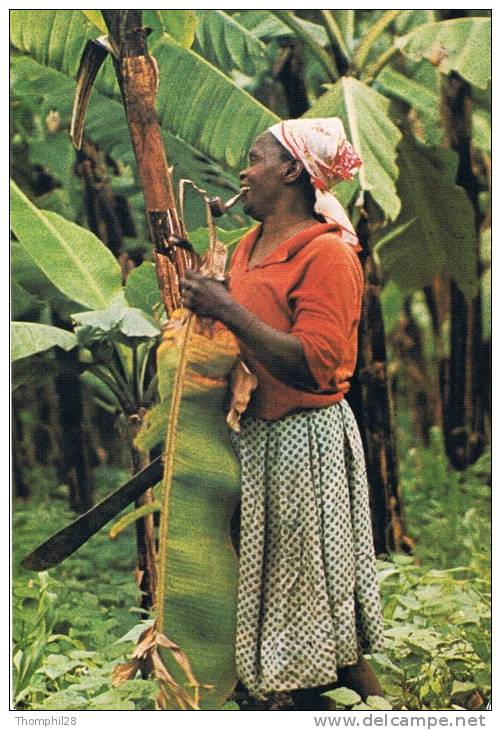 BANANERAIE - Quelque Part En Afrique ? - Femme Fumant La Pipe Au Travail Dans La Bananeraie - TBE, Carte Neuve, 2 Scans - Cultures