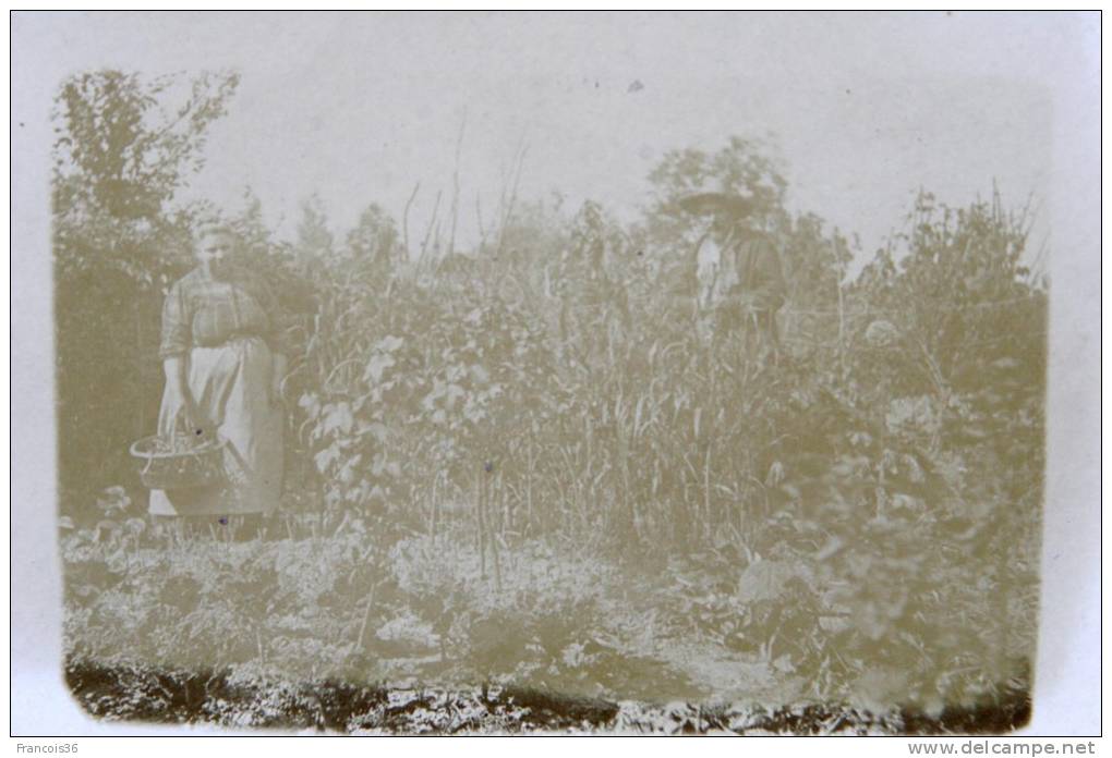 Carte Photo : Jardin Potager Paysans Récolte - Dos Vierge - Fermes