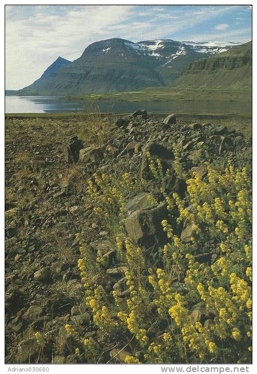 BELLA CARTOLINA  ISLANDA  FROM BERUFJOROUR E  ICELAND - Islanda