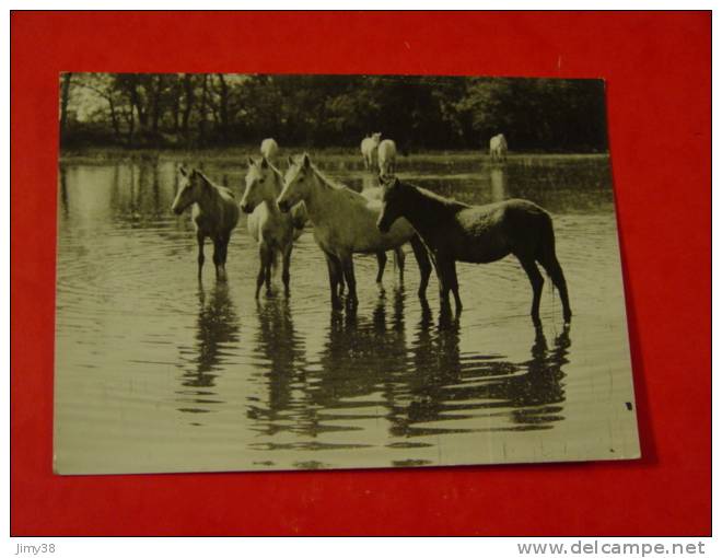 BOUCHES DU RHONE-CHAVAUX CAMARGUE PHOTO GEORGE-ARLES - Arles