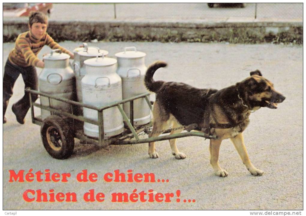 CPM GF - B606 6 Attelage à Chien - Transport De Lait à Localiser - Altri & Non Classificati