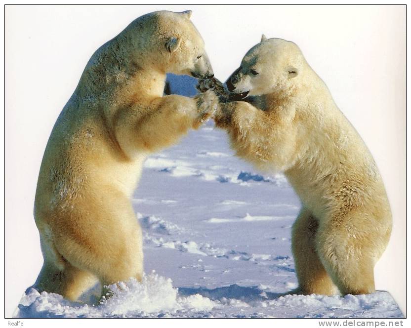 Lot Of 10 ( Same/ Pareille )  Polar Bear   Ours Polaire  Large Postcard - 5 - 99 Cartes