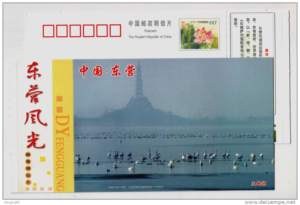 Swan Lake The Biggest Artificial Reservoir In Asia,China 2006 Dongying Landscape Advertising Pre-stamped Card - Cisnes