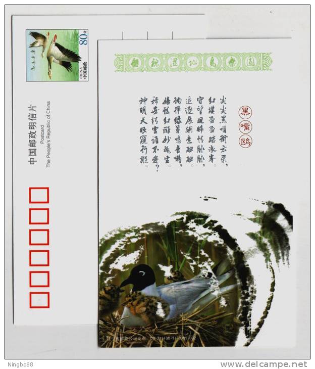 Larus Saundersi,Saunder's Gull,China 2009 Panjin Wetland Bird Paradise Small Size Pre-stamped Card - Mouettes