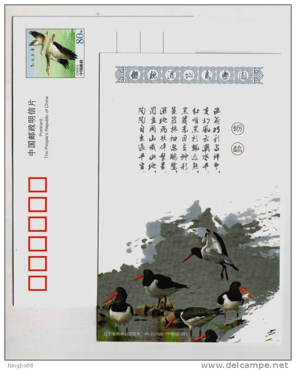 Eurasian Oystercatcher,Haematopus Ostralegus,China 2009 Panjin Wetland Bird Paradise Small Size Pre-stamped Card - Picotenazas & Aves Zancudas