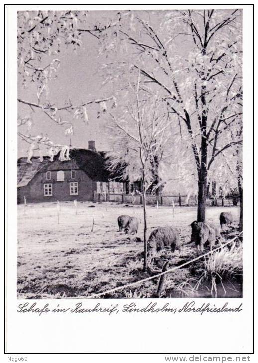 Lindholm - Schafe Im Rauhreif - Nordfriesland