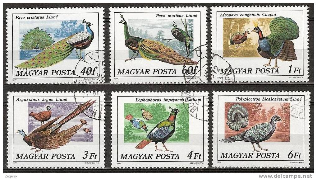 Hongary 1977 - Peacock, Pauwen,  Birds, Oiseaux,  Vögel, Vogels - Paons