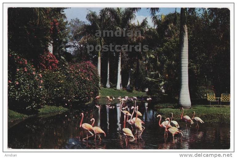 USA, SARASOTA FLORIDA FL, TROPICAL JUNGLE GARDENS - FLAMINGOS - 1960s Vintage Postcard - BIRDS  [c3618] - Sarasota