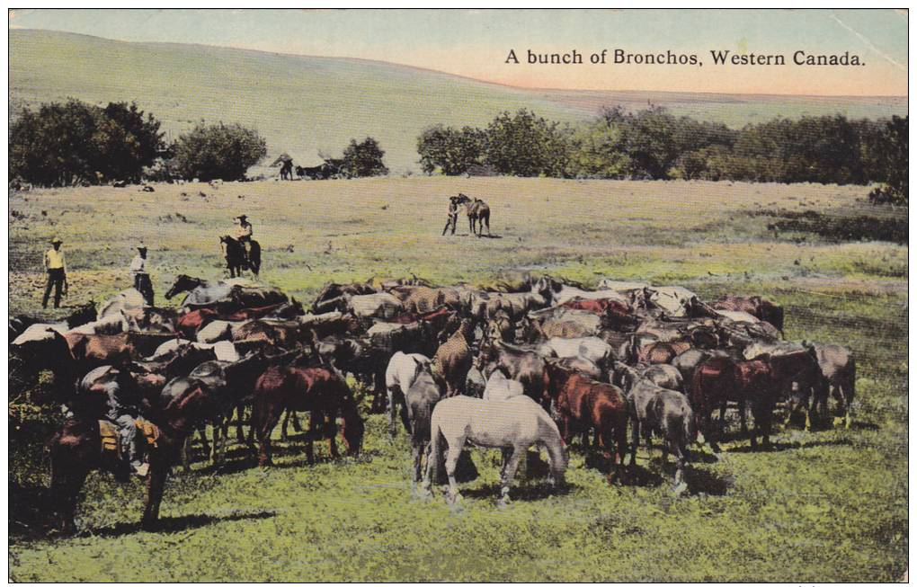 A Bunch Of Bronchos, Western Canada, 1900-1910s - Non Classés