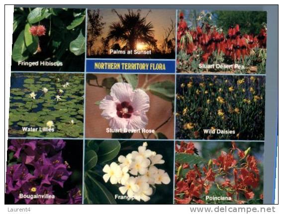 (131) Australia - NT - Flora - Zonder Classificatie