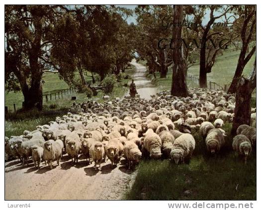(131) Australia - NSW - Sheep Farming In Gunning - Outback