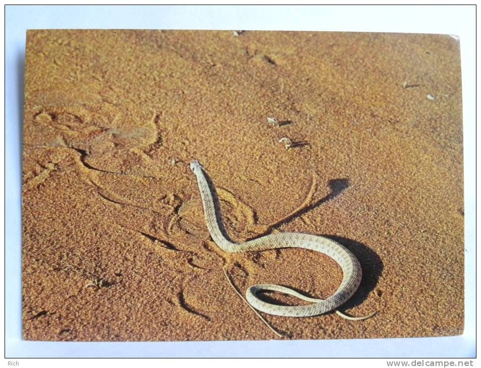 CPSM - Arabie Saoudite - Saudi Arabia - Moila Snake (Malpolon Moilensis) - Saoedi-Arabië