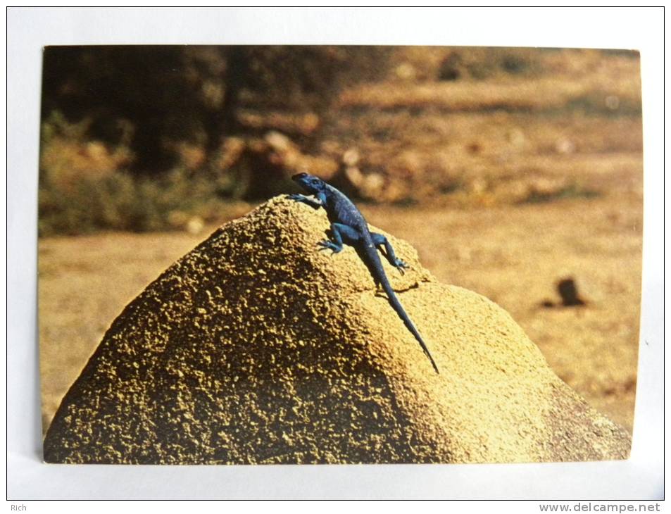 CPSM - Arabie Saoudite - Saudi Arabia - Asir - Blue Lizard (Agama Adramitana) - Saoedi-Arabië