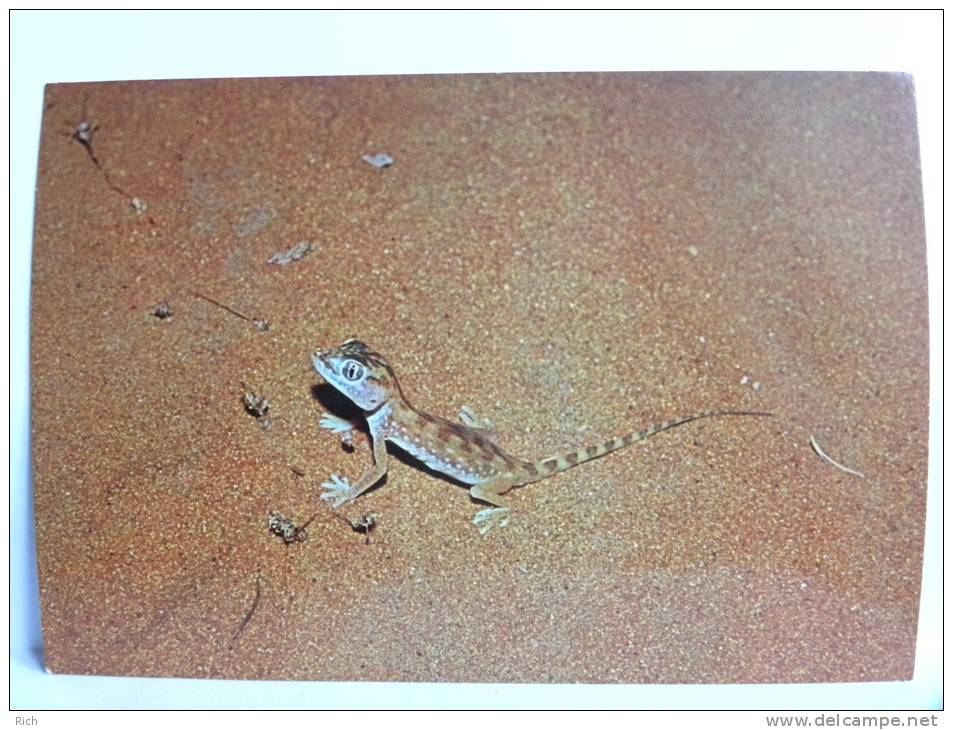 CPSM - Arabie Saoudite - Saudi Arabia - Near Riyadh - Desert Geko (Stenodactylus Dorcal) - Saudi-Arabien