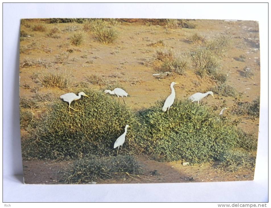 CPSM - Arabie Saoudite - Saudi Arabia - Cattle Egrets (Bulbulcus Ibis) - Saudi-Arabien