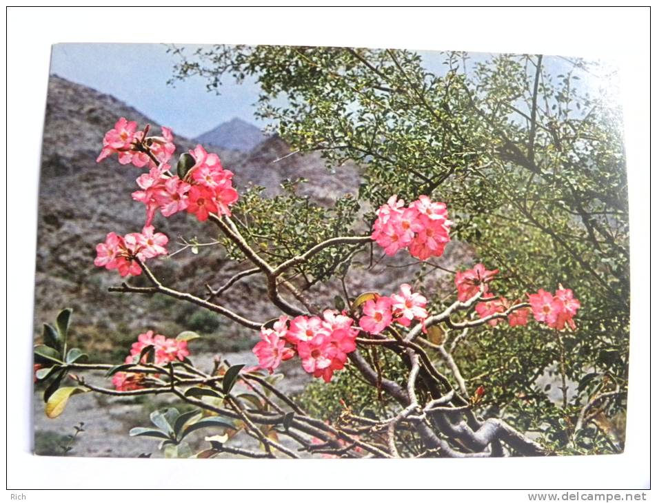 CPSM - Arabie Saoudite -  Saudi Arabia - Flowers Of The Asir - Adenium (Adenium Obesum) - Saudi-Arabien