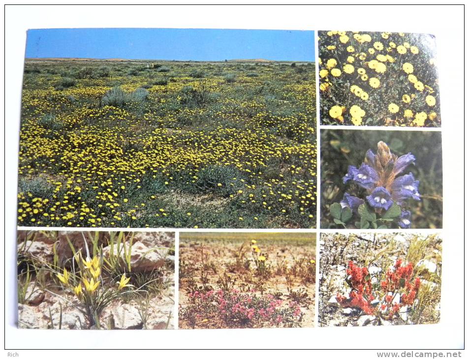 CPSM - Arabie Saoudite -  Saudi Arabia -  Desert Flowers Of Central - Saoedi-Arabië