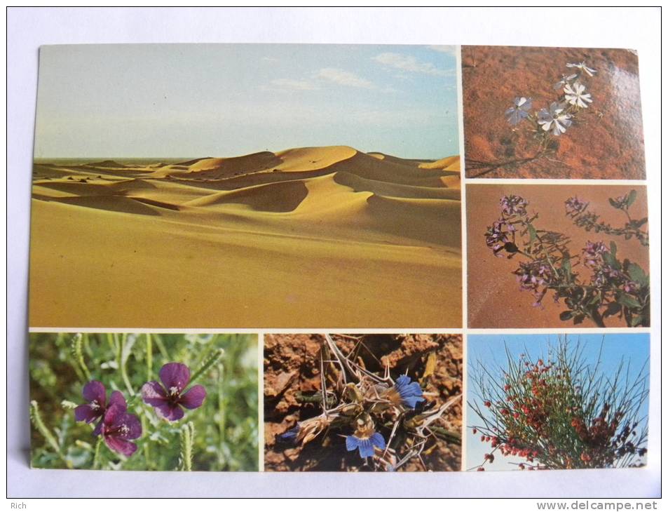 CPSM - Arabie Saoudite -  Saudi Arabia -  Desert Flowers Of Central - Arabia Saudita