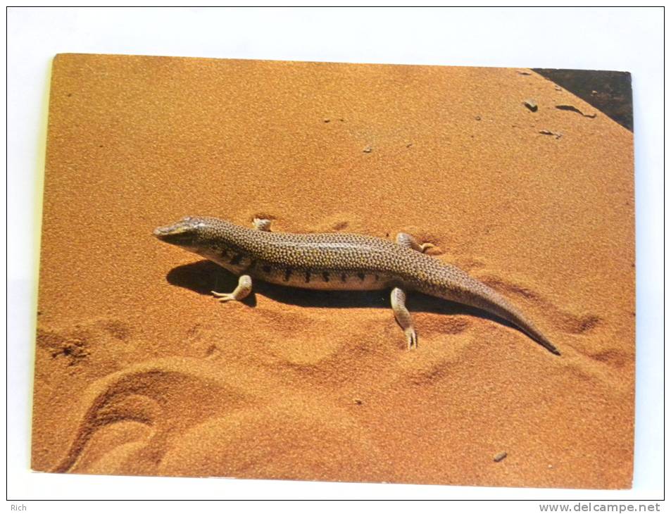 CPM Arabie Saoudite - Saudi Arabia - Sand Fish Or Skink (Scincus Philbyi) - Arabia Saudita