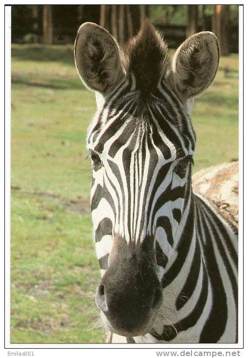 ZÈBRE - Zebras