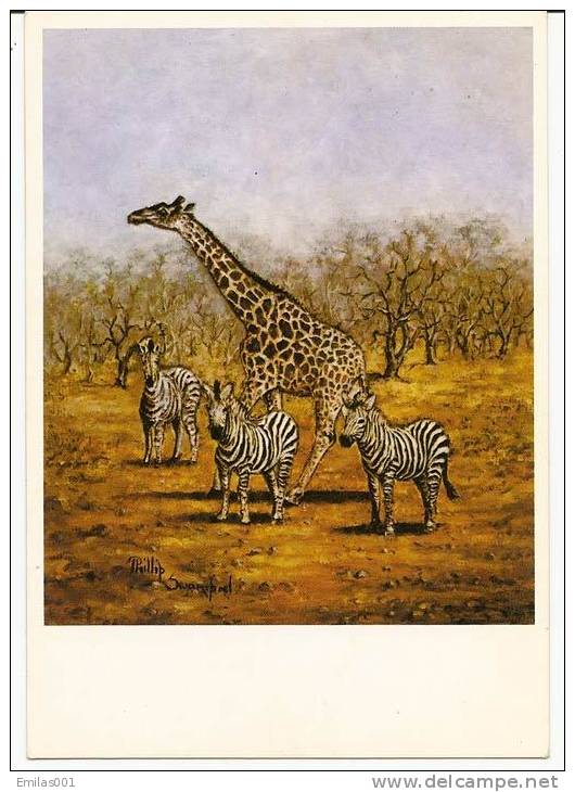 ZÈBRES Et Girafe - Zebras