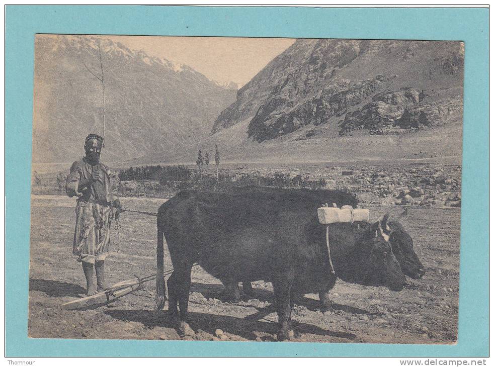 TADJIKISTAN -   Pamir. -  CHARRUE 2 BOEUFS   -  BELLE CARTE  ANIMEE  GF ( 14.5 X 10 )   - - Tajikistan