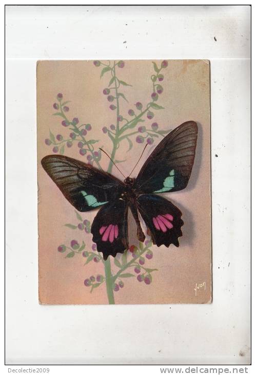 BR44019 Papillons Eurimedes Sesostris Guyanes Buttreflay  Animaux Animals  2 Scans - Insects