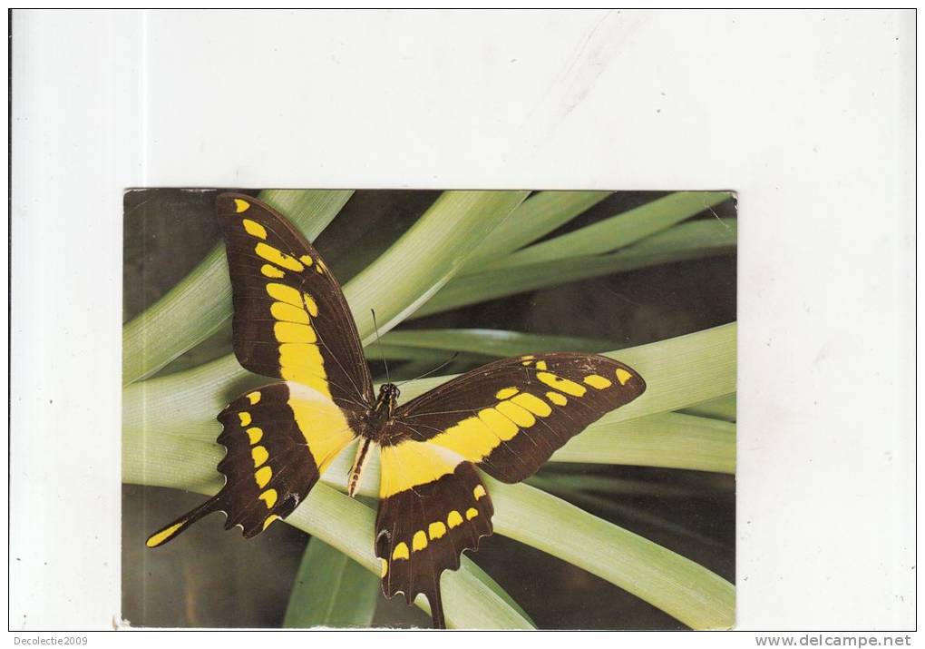 BR44096  Butterflay Insects Papilon    Animaux Animals  2 Scans - Insects