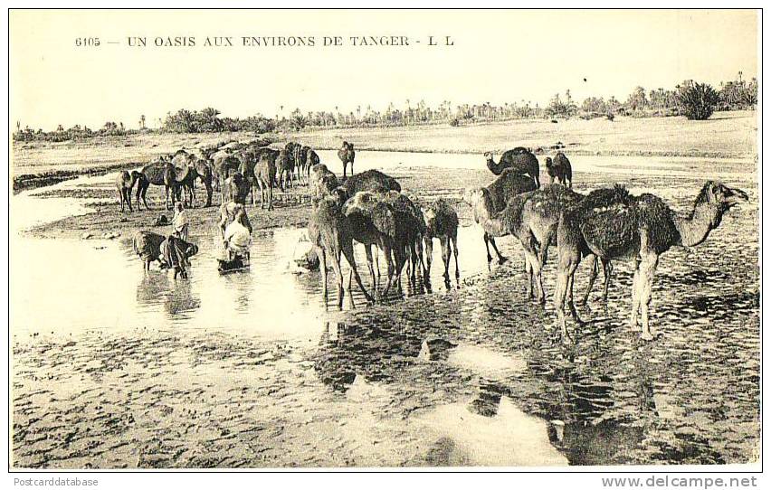 Un Oasis Aux Environs De Tanger - & Camel - Tanger