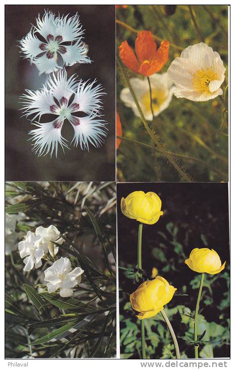 4 Cartes Double, Fleurs - Neuves - Autres & Non Classés