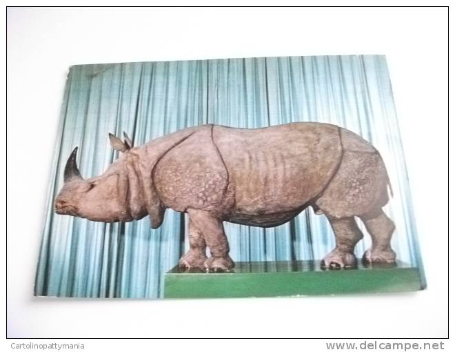 MUSEO CIVICO DI STORIA NATURALE GENOVA RINOCERONTE INDIANO RHINOCEROS UNICORNIS - Rhinoceros