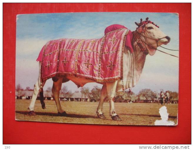 AN EXHIBIT National Horse&Cattle Show,Lahore - Pakistan