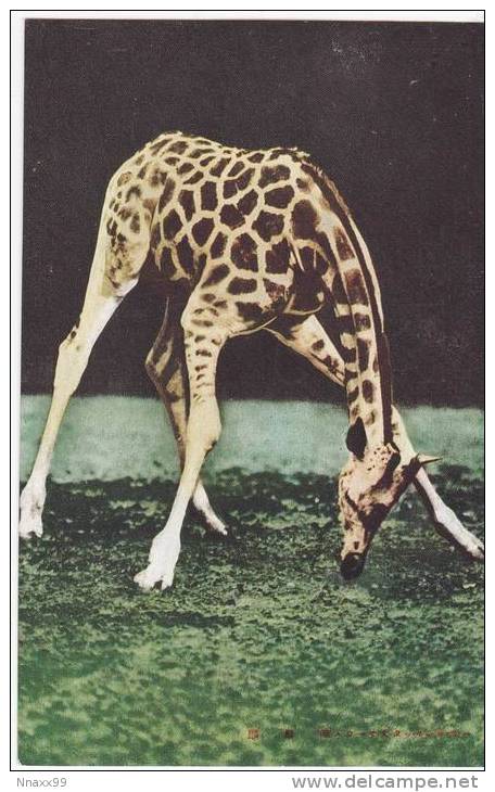 Giraffe - Carl Hagenbeck Circus' Giraffe At Inter. Women & Children Fair, Tokyo, C.1933, Japan's Vintage Postcard - Giraffe