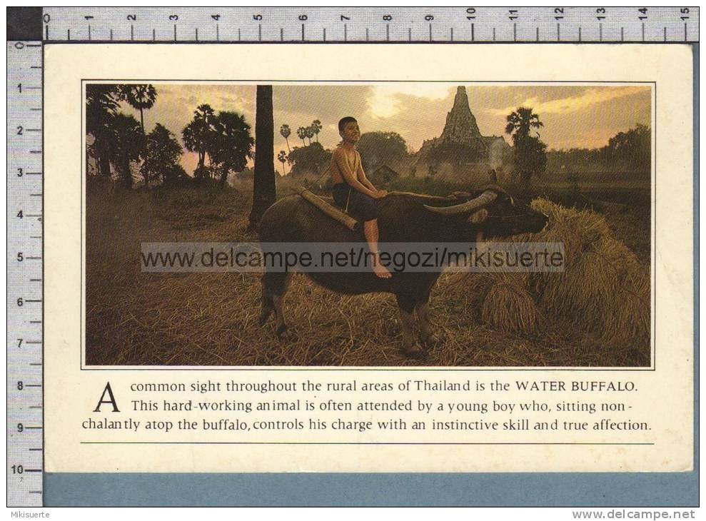 S472 THAILAND WATER BUFFALO HARD WORKING ANIMAL - Tailandia