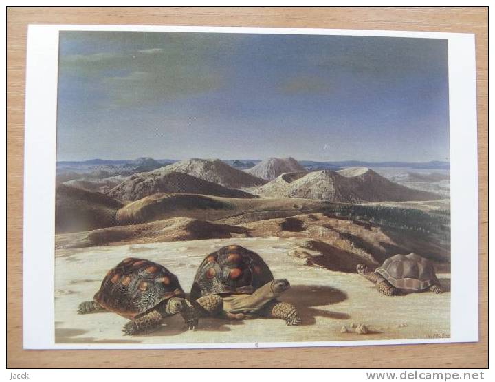 Drie Schildpadden / Painted C Wiink / Tourtles - Turtles