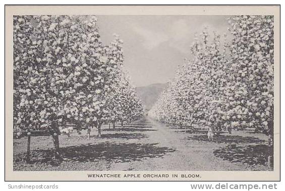 West Virginia Wenatchee Apple Orchard In Bloom Albertype - Otros & Sin Clasificación