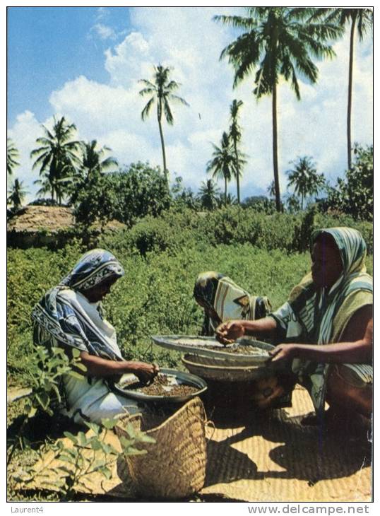 (345) Tanzania - Recolte Du Poivre - Zanzibar - Tanzania