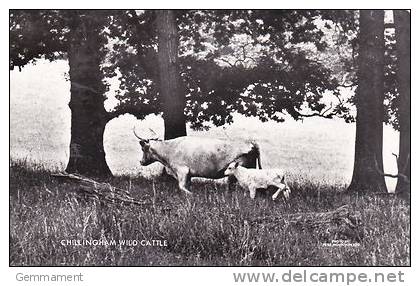 CHILLINGHAM WILD CATTLE - Vaches