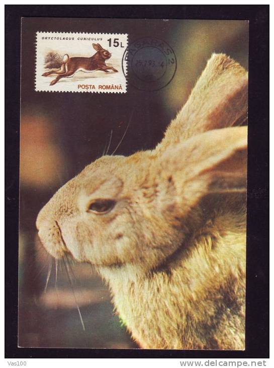 RABITT,1993 CM,MAXICARD,CARTES MAXIMUM.ROMANIA - Lapins