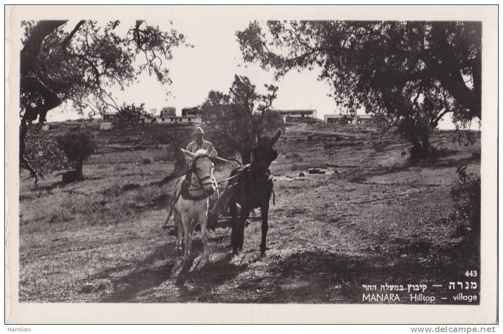 MANARA Hilltop _ Village ( Trés Belle Carte ) - Israel