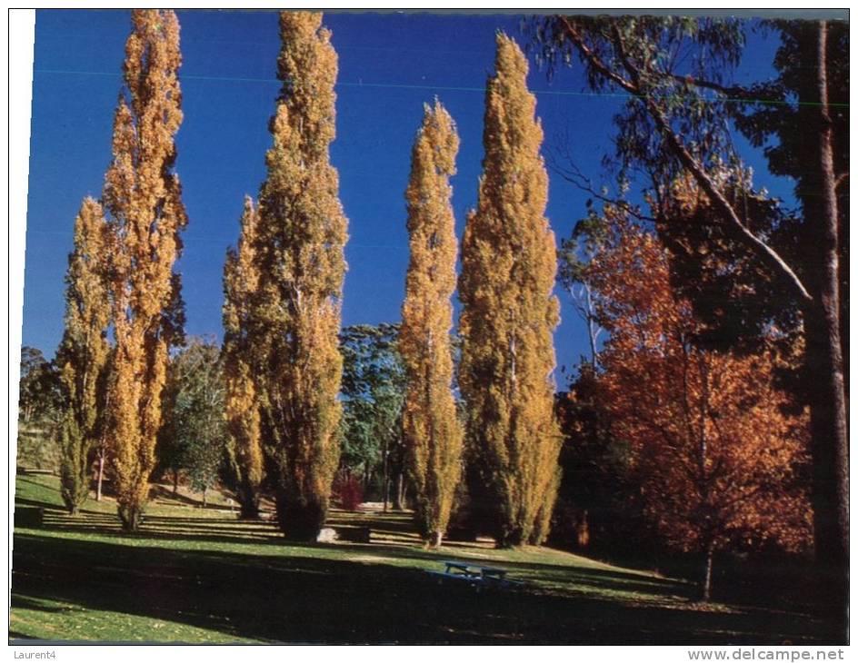 (651) Australia - ACT - Canberra Cotter Dam Poplars Trees - Canberra (ACT)