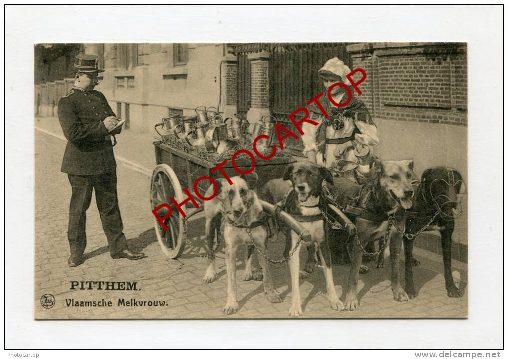 Attelage De Chiens-Marchande De LAIT-Gendarme-PITTEM-Animation-Types-Commerce-BELGIEN-BELGIQUE-FLANDERN-NELS- - Pittem