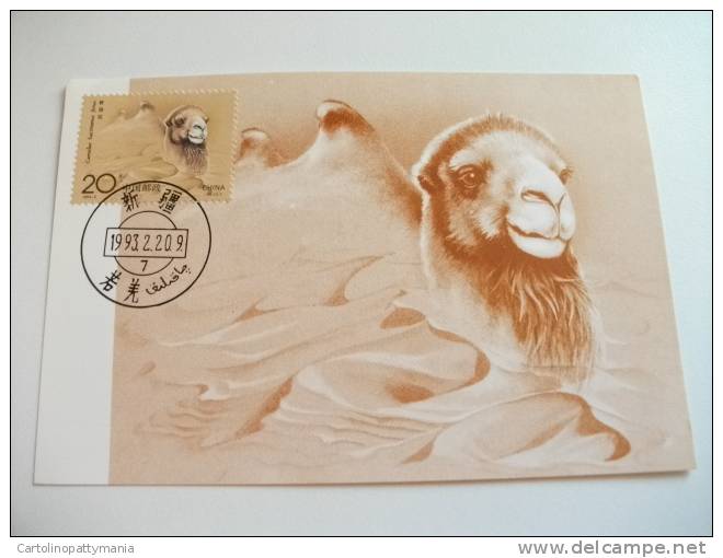 STORIA POSTALE 2 Cartoline Maximun Cammello  Cina China - Storia Postale