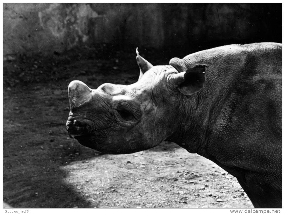 CPSM...GRAND FORMAT DENTELE RHINOCEROS No 29.... AVEC PUB MEDICALE GENOLINE...ANNEE 50/60 - Rhinoceros