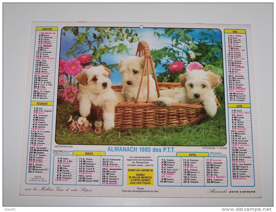 1985 CALENDRIER (double) ALMANACH DES PTT, P.T.T, JEAN LAVIGNE, CHIOTS, CHATONS, ARDENNES 08 - Tamaño Grande : 1981-90