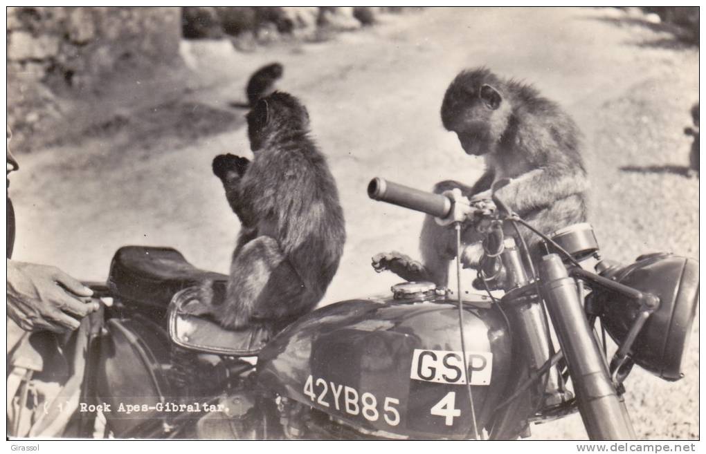 CPSM GIBRALTAR SINGES SUR UNE MOTO - Singes