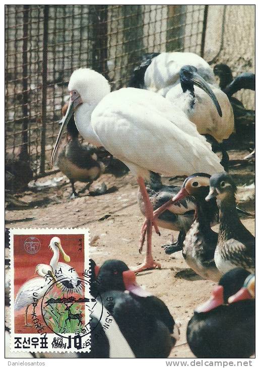 North Korea 1991 Birds Aves Oiseaux Vegels  Black-faced Spoonbill Platalea Minor Maxi Maximum Post Card NO PAYPAL PAYMEN - Cigognes & échassiers