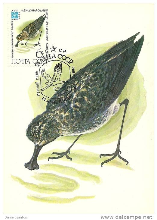 Russie URSS CCCP 1982 Birds Aves Oiseaux Vegels Spoonbill Sandpiper -Eurynorhynchus Pygmeus  Maxi Maximum Post Card - Albatros & Stormvogels